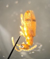 Stricticomus
