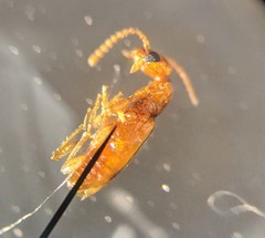 Stricticomus