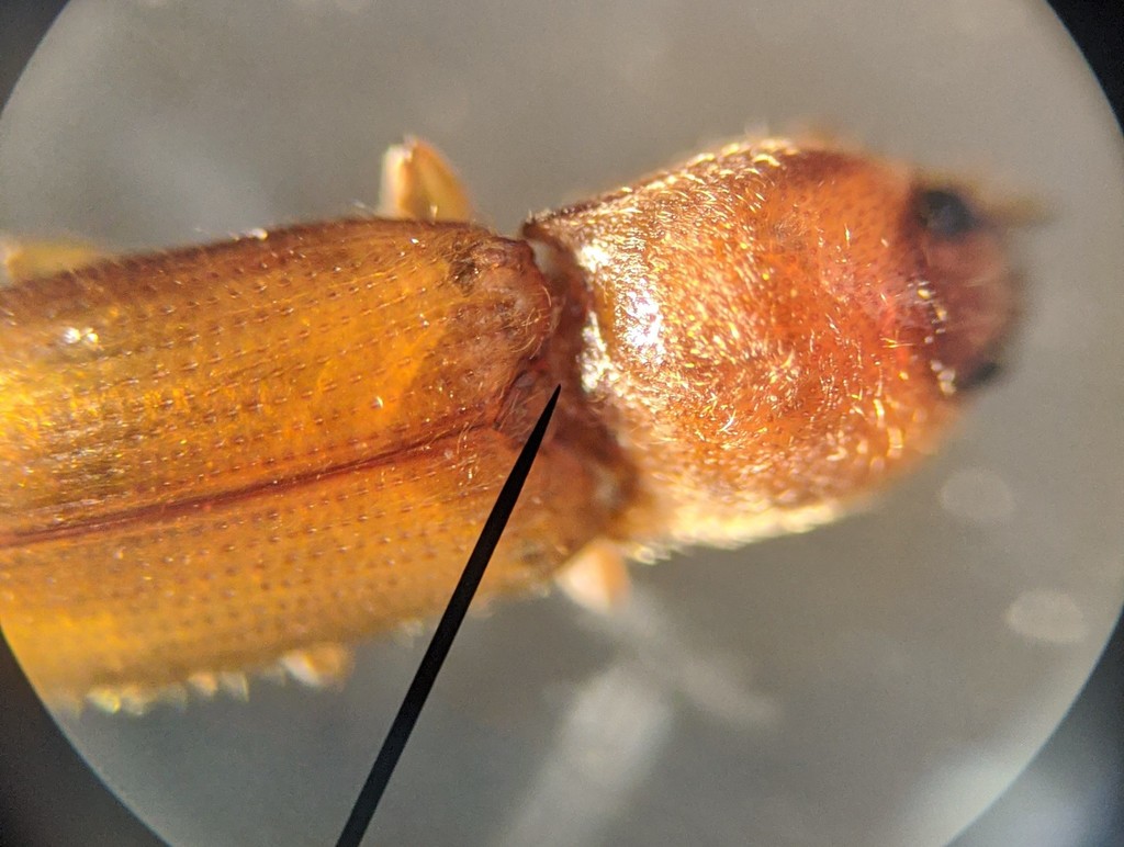 Craspedostethus