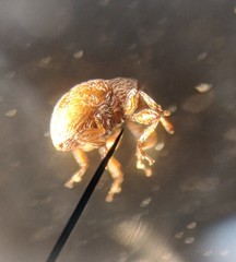 Hypophyes