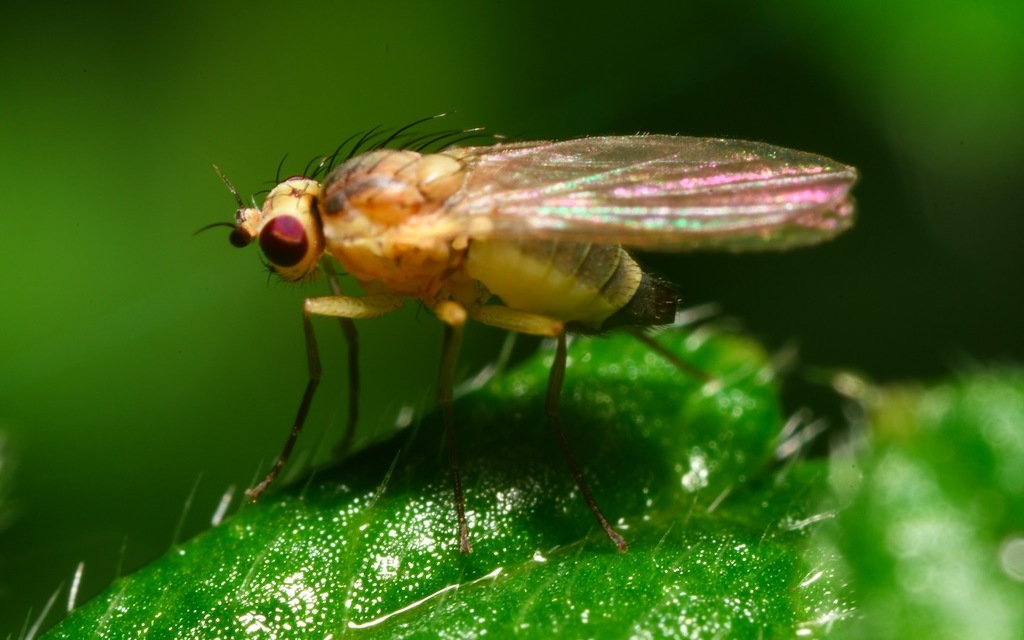 Phytomyza ranunculi
