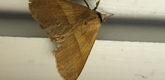 Ophyx eurrhoa