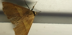 Ophyx eurrhoa