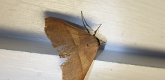 Ophyx eurrhoa