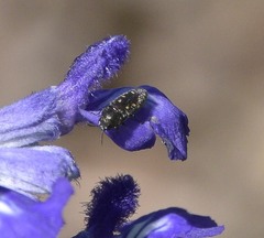 Acmaeodera tubulus