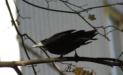 Corvus frugilegus