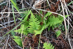 Athyrium yokoscense