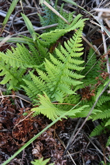 Athyrium yokoscense