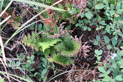 Athyrium yokoscense