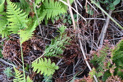 Athyrium yokoscense