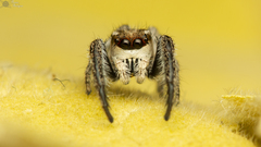 Pellenes modicus