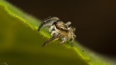 Pellenes modicus