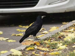 Corvus frugilegus