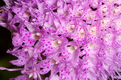 Traunsteinera globosa