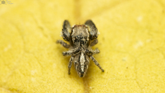 Pellenes modicus