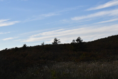 Picea jezoensis jezoensis