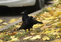 Corvus frugilegus