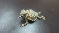 Phrynosoma coronatum