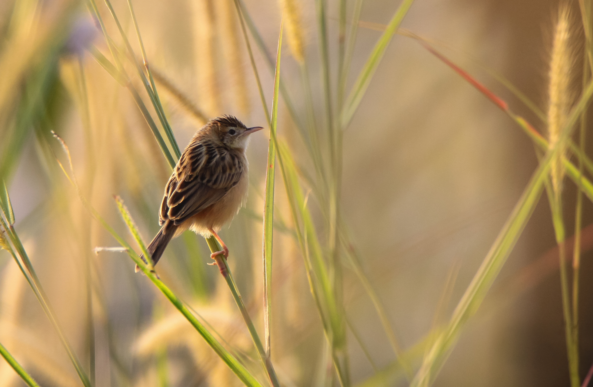 Zitting Cisticola