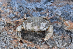 Glebocarcinus amphioetus