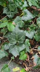 Hedera helix