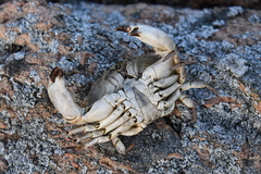 Glebocarcinus amphioetus