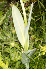 Traunsteinera globosa