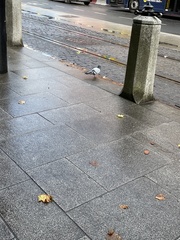 Columba livia