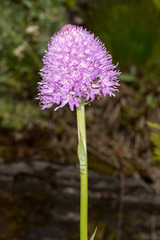Traunsteinera globosa