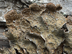 Pseudocyphellaria haywardiorum