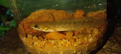 Brown Snakehead photo 3