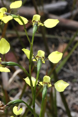 Diuris abbreviata