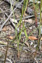 Diuris abbreviata