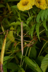 Tenodera costalis