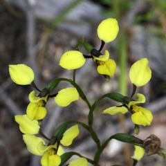 Diuris abbreviata