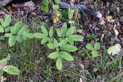 Angelica cincta