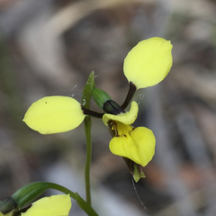 Diuris abbreviata