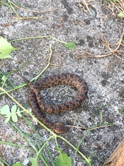 Ovophis monticola