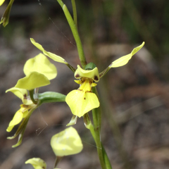 Diuris abbreviata