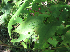 Persicaria dissitiflora