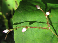 Persicaria dissitiflora