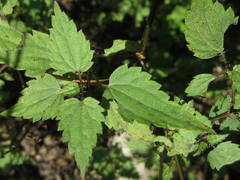 Urtica laetevirens