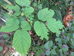 Aralia continentalis