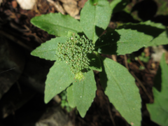 Hylotelephium viviparum