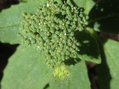 Hylotelephium viviparum