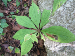 Paris verticillata