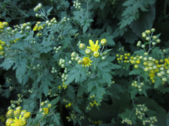 Chrysanthemum lavandulifolium
