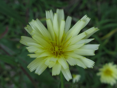 Picris japonica