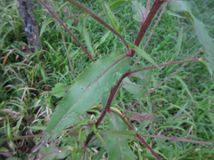 Picris japonica