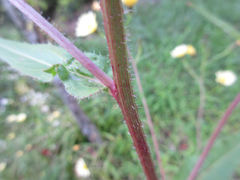 Picris japonica